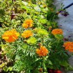 Akıllı bahçıvanlar neden kadife çiçeğini sadece güzellik için ekmiyor: bahçeniz için bir kalkan akilli-bahcivanlar-neden-kadife-cicegini-sadece-guzellik-icin-ekmiyor-bahceniz.jpg