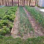 Bahçedeki muz kabukları neden umduğunuz kadar iyi çalışmıyor: popüler bir yaşam tüyosunun analizi bahcedeki-muz-kabuklari-neden-umdugunuz-kadar-iyi-calismiyor-populer-bir.jpg