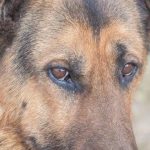 Bir evcil hayvanla birlikte uyumak gecenin mimarisini nasıl değiştirir: Fayda ve zararların hassas dengesi bir-evcil-hayvanla-birlikte-uyumak-gecenin-mimarisini-nasil-degistirir-fayda.jpg