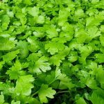 Bir kavanoz sudaki yeşillikler: Uzun süre taze kalmanın kolay bir yolu bir-kavanoz-sudaki-yesillikler-uzun-sure-taze-kalmanin-kolay-bir.jpg