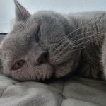 Bir kedi ailedeki evcil hayvanı nasıl seçer: kuralsız tercihlerin simyası bir-kedi-ailedeki-evcil-hayvani-nasil-secer-kuralsiz-tercihlerin-simyasi.jpg