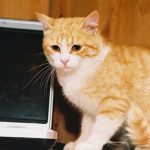 Bir kedi neden bacaklarına sürtünür: şefkatten daha fazlası bir-kedi-neden-bacaklarina-surtunur-sefkatten-daha-fazlasi.jpg