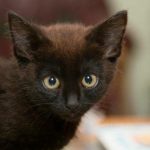 Bir Kedi Programınızı Nasıl Kontrol Ediyor: Dahi Bir Nazik Manipülasyon Taktiği bir-kedi-programinizi-nasil-kontrol-ediyor-dahi-bir-nazik-manipulasyon.jpg