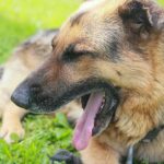 Bir köpeğin başını eğmesi: sadece merhamet değil, aynı zamanda sizin için önemli bir sinyal bir-kopegin-basini-egmesi-sadece-merhamet-degil-ayni-zamanda-sizin.jpg