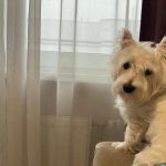 Bir köpek neden sirenlerde uluyor: Akustik rezonansın gizemi bir-kopek-neden-sirenlerde-uluyor-akustik-rezonansin-gizemi.jpg