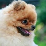 Bir köpek neden yüzünüzü yalıyor: içgüdüleri ve tarihi karıştıran bir jest bir-kopek-neden-yuzunuzu-yaliyor-icguduleri-ve-tarihi-karistiran-bir.jpg