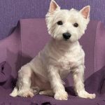 Bir köpek sizin yerinizi alarak güvenden söz eder: bölgesel davranışın gizlediği şey bir-kopek-sizin-yerinizi-alarak-guvenden-soz-eder-bolgesel-davranisin.jpg