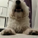 Bir köpek yerden yemek yerse ne olur: Gizli riskler ve doğal içgüdüler bir-kopek-yerden-yemek-yerse-ne-olur-gizli-riskler-ve.jpg