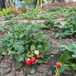 Çileklere süt püskürtün ve hasadınızda beklenmedik bir etki yaratın cileklere-sut-puskurtun-ve-hasadinizda-beklenmedik-bir-etki-yaratin.jpg