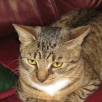 Evde yalnız kedi: yalnızlık davranışını ve sağlığını nasıl etkiler? evde-yalniz-kedi-yalnizlik-davranisini-ve-sagligini-nasil-etkiler.jpg