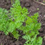 Hasattan sonra havuçların üst kısımlarını kesmeyi bırakırsanız ne olur: Uzun süreli depolama için tartışmalı bir teknik hasattan-sonra-havuclarin-ust-kisimlarini-kesmeyi-birakirsaniz-ne-olur-uzun.jpg