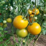 Isırgan otu gübresi: inanılmaz bir domates hasadı için doğal destek isirgan-otu-gubresi-inanilmaz-bir-domates-hasadi-icin-dogal-destek.jpg