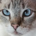 Kasenin konumu evcil hayvanınızın iştahını nasıl etkiler: Dairenizdeki konforun coğrafyası kasenin-konumu-evcil-hayvaninizin-istahini-nasil-etkiler-dairenizdeki-konforun-cografyasi.jpg