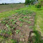 Kazmayı reddetme: akıllı bahçıvanlar tarafından düzenlenen sessiz bir devrim kazmayi-reddetme-akilli-bahcivanlar-tarafindan-duzenlenen-sessiz-bir-devrim.jpg