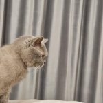 Kedi neden boşluğa bakıyor: mistisizm veya duyguların ince ayarı kedi-neden-bosluga-bakiyor-mistisizm-veya-duygularin-ince-ayari.jpg