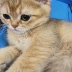 Kediler Nasıl ve Neden Mırıldanır: Gizemli Sesin Bilimi kediler-nasil-ve-neden-mirildanir-gizemli-sesin-bilimi.jpg