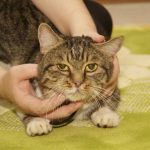 Kedinizi yalnızca kuru gıdayla beslerseniz ne olur: kolaylık görünümünün ardındaki sessiz riskler kedinizi-yalnizca-kuru-gidayla-beslerseniz-ne-olur-kolaylik-gorunumunun-ardindaki.jpg