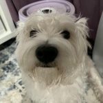 Köpeğinize her şeye izin verirseniz ne olur: müsamahakârlık ve sınırlarla ilgili mitler kopeginize-her-seye-izin-verirseniz-ne-olur-musamahakarlik-ve-sinirlarla.jpg