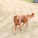 Köpeğinizin Neden Yürüyüşten Daha Fazlasına İhtiyacı Var: Dikkatli Yürüyüş Sanatı kopeginizin-neden-yuruyusten-daha-fazlasina-ihtiyaci-var-dikkatli-yuruyus-sanati.jpg