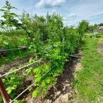 Maya besleme: Gerçekten nasıl çalışıyor ve bu zahmete değer mi? maya-besleme-gercekten-nasil-calisiyor-ve-bu-zahmete-deger-mi.jpg