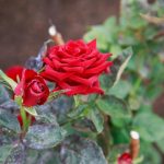 Muz kabuğu neden gül yetiştiricisinin en iyi arkadaşı haline geldi: bereketli çiçeklenmenin sırrı muz-kabugu-neden-gul-yetistiricisinin-en-iyi-arkadasi-haline-geldi.jpg