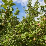 Neden elma ağaçlarına karahindiba infüzyonu püskürtün: zararlılara karşı bahar koruması neden-elma-agaclarina-karahindiba-infuzyonu-puskurtun-zararlilara-karsi-bahar-korumasi.jpg