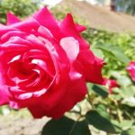 Neden gülleriniz açmıyor, sadece yaprakları çıkıyor: Fidanlıkların sakladığı sır neden-gulleriniz-acmiyor-sadece-yapraklari-cikiyor-fidanliklarin-sakladigi-sir.jpg