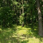 Orman yürüyüşlerinin etkisi: doğayla düzenli temas halinde ruha ne olur? orman-yuruyuslerinin-etkisi-dogayla-duzenli-temas-halinde-ruha-ne-olur.jpg