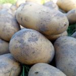 Patates ekerken neden bir avuç yulafı bir deliğe dökün: bilim tarafından doğrulanan eski moda bir yöntem patates-ekerken-neden-bir-avuc-yulafi-bir-delige-dokun-bilim.jpg