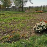 Peynir altı suyu bahçede saf haliyle neden işe yaramaz: halk uygulamalarına bilimsel bir bakış peynir-alti-suyu-bahcede-saf-haliyle-neden-ise-yaramaz-halk.jpg