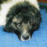 Sadece bir jest değil: Bir köpeğin bacağınıza "sarılması" sırasında gizlenen şey sadece-bir-jest-degil-bir-kopegin-bacaginiza-sarilmasi-sirasinda-gizlenen.jpg