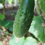 Salatalıkların üzerine ekmek karışımı dökerseniz ne olur: Yeşil kütle için maya patlaması salataliklarin-uzerine-ekmek-karisimi-dokerseniz-ne-olur-yesil-kutle-icin.jpg