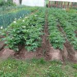 Sıradan bir ot nasıl bahçenin en iyi doktoru olur: Ayaklarınızın altındaki beklenmedik yardımcılar siradan-bir-ot-nasil-bahcenin-en-iyi-doktoru-olur-ayaklarinizin.jpg