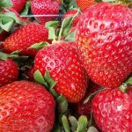 Sıradan iyot, bir çilek tarlasını nasıl bir sağlık standardına dönüştürüyor: çürümeye karşı her derde deva eczane siradan-iyot-bir-cilek-tarlasini-nasil-bir-saglik-standardina-donusturuyor.jpg