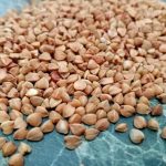 Sıradan karabuğday, bir aşçı ve ev hanımının görevleriyle nasıl başa çıkıyor: yemek pişirmekten daha fazlasını yapabilen bir tahıl siradan-karabugday-bir-asci-ve-ev-haniminin-gorevleriyle-nasil-basa.jpg