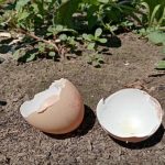 Sıradan yumurta kabukları toprağı nasıl aldatıyor: Kalsiyum hakkındaki yavaş gerçek siradan-yumurta-kabuklari-topragi-nasil-aldatiyor-kalsiyum-hakkindaki-yavas-gercek.jpg
