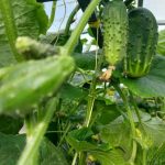 Sulama kuraklıktan daha fazla zarar verdiğinde: bitkiler için su prosedürlerinin incelikleri sulama-kurakliktan-daha-fazla-zarar-verdiginde-bitkiler-icin-su-prosedurlerinin.jpg