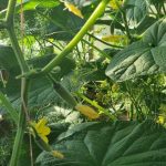 Tek bir yerde üç yıllık salatalık: küçük bir alanda ürün rotasyonunu göz ardı etmenin tehlikeleri tek-bir-yerde-uc-yillik-salatalik-kucuk-bir-alanda-urun.jpg