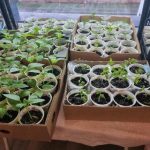 Yumurta kabuklarını neden fideli bir bardağa koyalım: Güçlü fideler için bariz olmayan bir hayat tüyosu yumurta-kabuklarini-neden-fideli-bir-bardaga-koyalim-guclu-fideler-icin.jpg